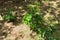 Ground view of a Rubber plantation in Sri Lanka with supplementary crops