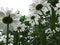 Ground View of Shasta Daisies Reaching for the Sky