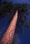 From the Ground View Up Trunk of Towering Pine