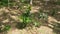 Ground view of a weed removed Rubber plantation in Sri Lanka with supplementary crops