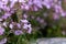 Groundcover blooming purple flowers thyme serpyllum on a bed in the garden, close up, soft selective focus