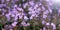 Groundcover blooming purple flowers thyme serpyllum on a bed in the garden, close up, soft selective focus