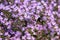 Groundcover blooming purple flowers thyme serpyllum on a bed in the garden, close up, soft selective focus