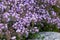 Groundcover blooming purple flowers thyme serpyllum on a bed in the garden, close up, soft selective focus