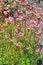 Groundcover garden plant - Arends Saxifraga (Saxifraga arendsii)