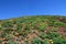 Groundcover plants growing on soil