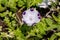 Groundcover, unpretentious flower of Nemophila maculata, white with purple dots, close-up on a sunny summer day