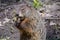 Groundhog along a woodland trail eating a peanut discarded by a hiker.