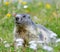 Groundhog on alpine flower meadow