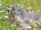 Groundhog on alpine flower meadow