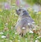 Groundhog on alpine flower meadow