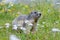 Groundhog on alpine flower meadow
