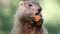 Groundhog closeup center eating a carrot holding it near mouth
