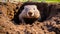 Groundhog crawled out of his hole to bask in the spring sun, close-up