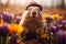 Groundhog Day. February 2nd, Punxsutawney Phil, hat, happy and smiling. folklore, superstition, weather forecasting