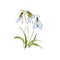 Groundhog Day flower blue spring snowdrop hand drawing watercolor