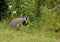 Groundhog eating fresh green leaves