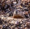 A groundhog emerges from its hole in the ground in spring