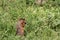 Groundhog gnawing a carrot