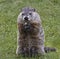 A Groundhog Grasps a Snack