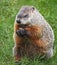 A Groundhog Grasps a Snack