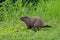 Groundhog in the grass