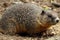 Groundhog. A Groundhog (Marmota monax) under a holly bush. Raleigh, North Carolina