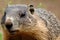 Groundhog. A Groundhog (Marmota monax) under a holly bush. Raleigh, North Carolina