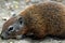 Groundhog. A Groundhog (Marmota monax) under a holly bush. Raleigh, North Carolina