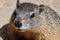 Groundhog. A Groundhog (Marmota monax) under a holly bush. Raleigh, North Carolina