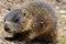 Groundhog. A Groundhog (Marmota monax) under a holly bush. Raleigh, North Carolina