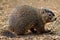 Groundhog. A Groundhog (Marmota monax) under a holly bush. Raleigh, North Carolina