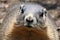 Groundhog. A Groundhog (Marmota monax) under a holly bush. Raleigh, North Carolina