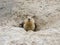 Groundhog after hibernation, Baikonur, Kazakhstan