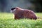 Groundhog on Lawn