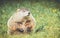 Groundhog looking right with mouth closed in vintage garden setting