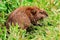 Groundhog or Marmot, Large North American Rodent