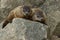 Groundhog - Marmota monax