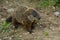 Groundhog - Marmota monax