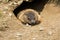 Groundhog - Marmota monax