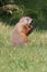 Groundhog (Marmota monax)