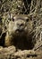 Groundhog (marmota monax)