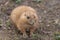 Groundhog (marmota monax