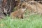 Groundhog (Marmota monax)