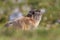 Groundhog (Marmota monax)