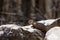 Groundhog Marmta Monax or woodchuck standing alert on a rock in Wisconsin