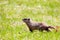 Groundhog Marmta Monax or woodchuck standing in a Wisconsin field