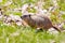 Groundhog Marmta Monax or woodchuck standing in a Wisconsin field in  May