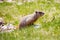 Groundhog Marmta Monax or woodchuck standing in a Wisconsin field standing alert