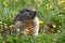 Groundhog on a meadow